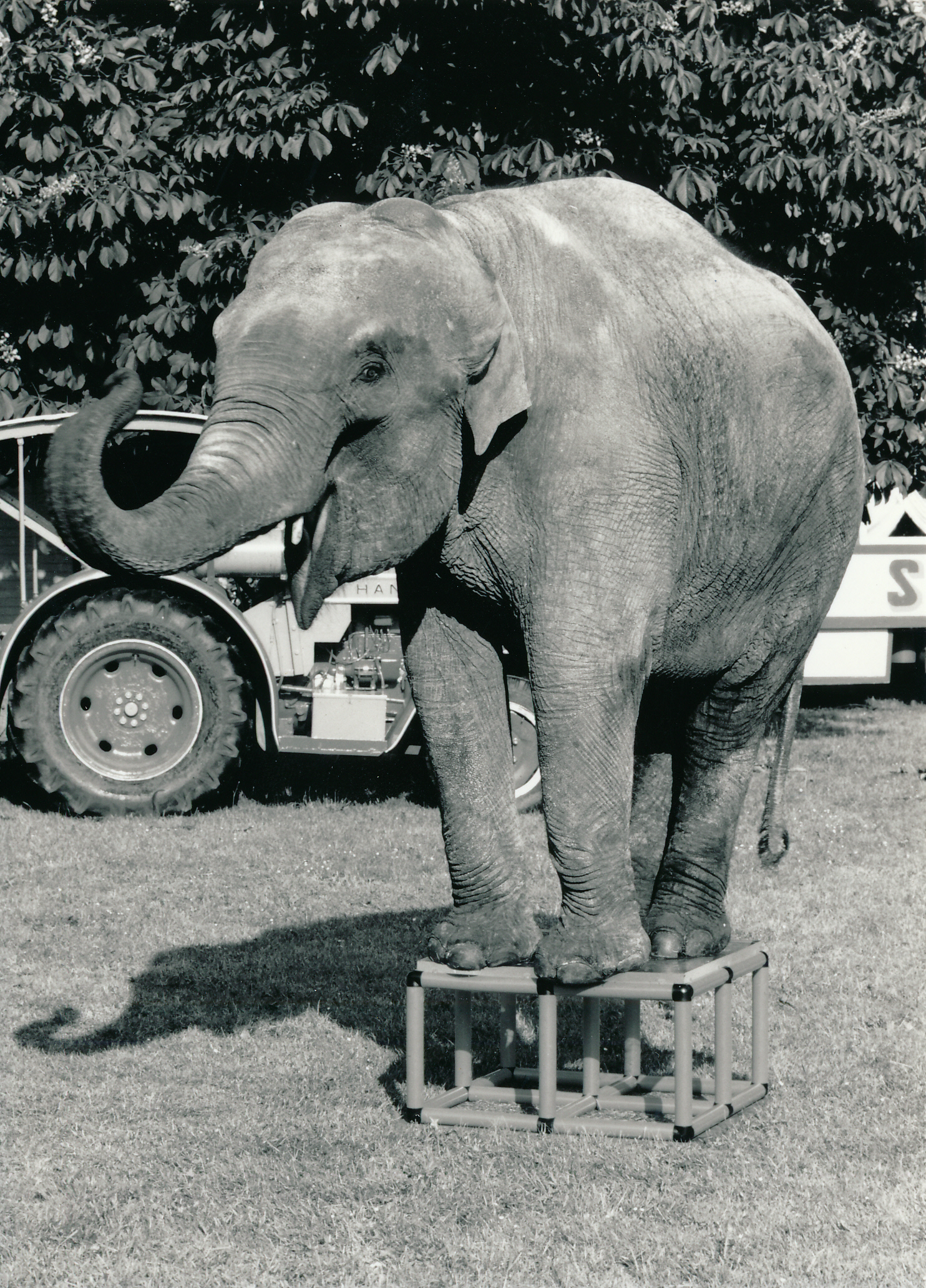 quadro-story-1979-cita-the-elephant.jpg